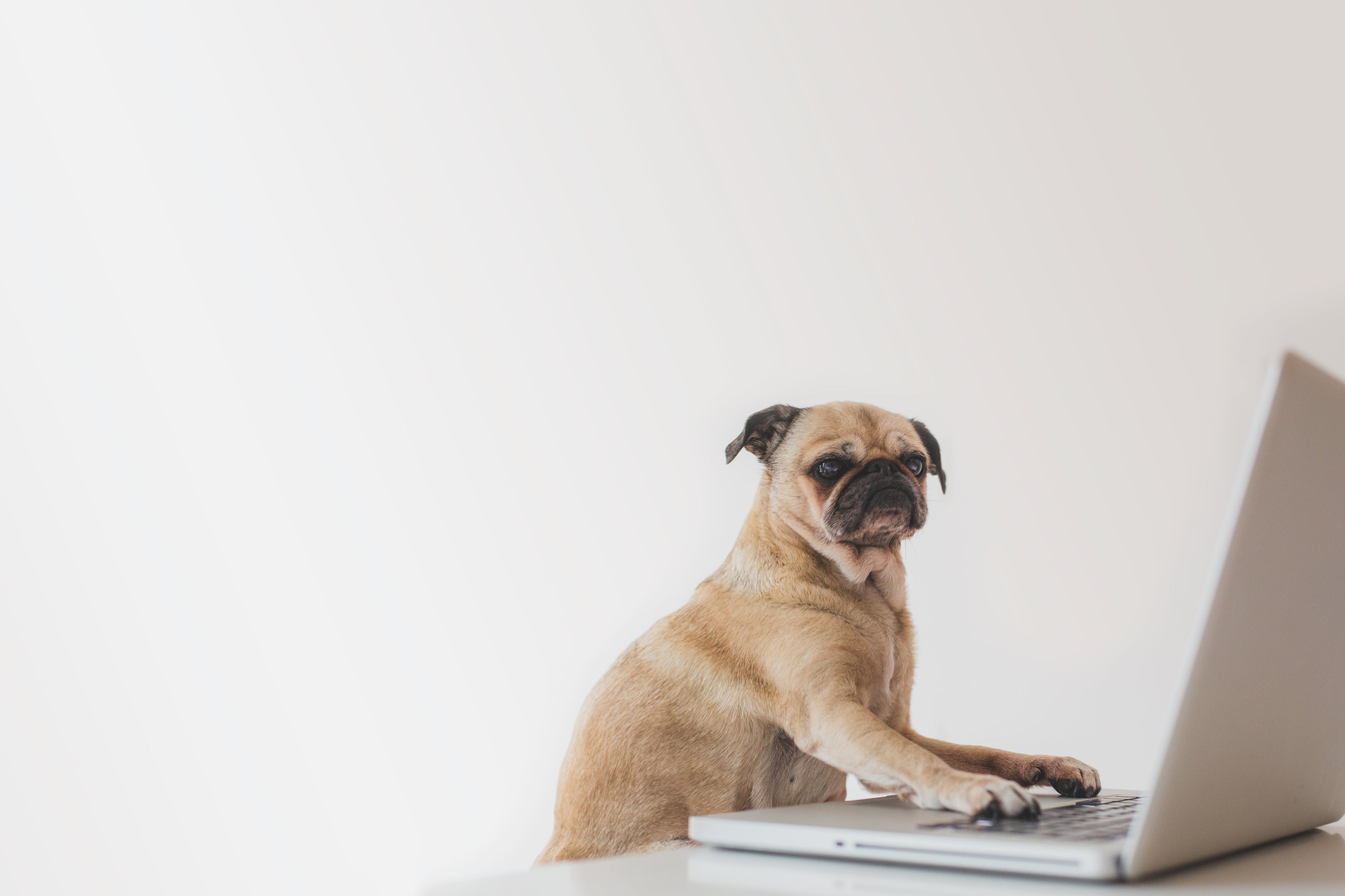 7 Smart Pet Products That Make Life Easier for Pet Parents in 2026